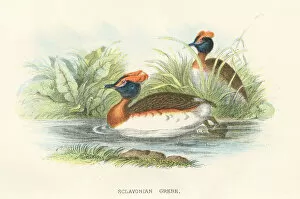 Images Dated 29th September 2017: Grebe birds from Great Britain 1897
