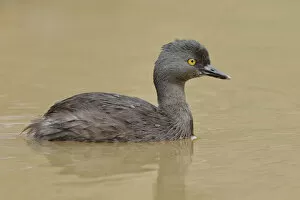Images Dated 27th June 2015: Least Grebe in pond, Costa Rica