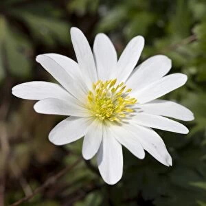 Images Dated 5th May 2013: Grecian Windflower -Anemone blanda White Splendour -