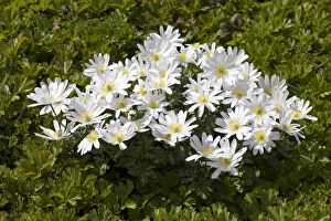 Images Dated 5th May 2013: Grecian Windflowers -Anemone blanda White Splendour -