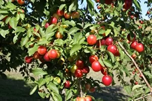 Deciduous Tree Collection: Greek Cherry Plum or Myrobalan Plum -Prunus cerasifera-, organic farming, Lower Austria, Austria