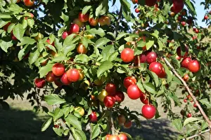 Osterreich Prints: Greek Cherry Plum or Myrobalan Plum -Prunus cerasifera