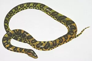 Habitat Collection: Green Anaconda (Eunectes murinus) with pattern of black oval patches