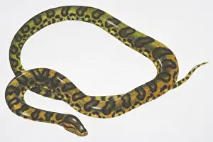Shapes Prints: Green Anaconda (Eunectes murinus) with pattern of black oval patches