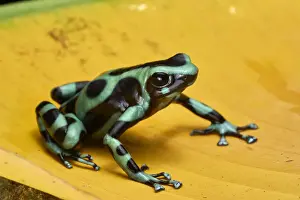 Green-and-black Poison Frog