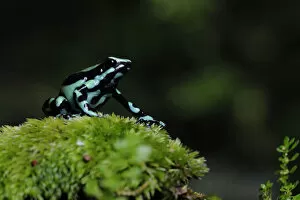 Images Dated 3rd February 2018: Green-and-black Poison Frog