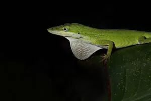 Images Dated 1st March 2012: Green Anole