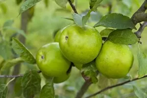 Branches Collection: Green apples (Malus), Granny Smith