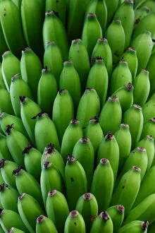 Images Dated 18th January 2015: Green Bananas, Costa Rica