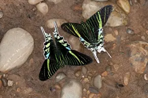 Sucking Prints: Green-banded Urania moths -Urania leilus- feeding on mineral-rich water