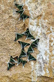 Images Dated 20th March 2013: Green-banded Urania Moths -Urania leilus- sucking mineral-rich water from the wet ground