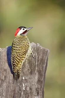 Perching Collection: Green-barred Woodpecker (Colaptes melanochloros)