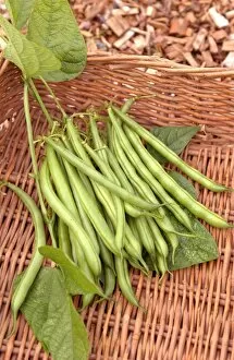 Green beans in wicker basket, close up