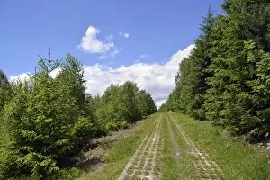 Green Belt, former inner-German border patrol path with the overgrown death strip, Rennsteig, Lehesten, Thuringia
