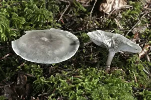 Green-blue Aniseed Toadstool -Clitocybe odora-, Untergroningen, Abtsgmuend, Baden-Wurttemberg, Germany