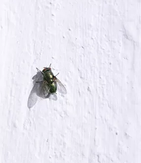 Images Dated 31st October 2011: Green bottle fly -Lucilia- perched on a white wall