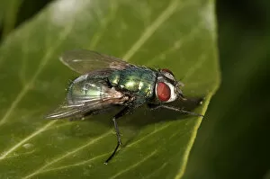Green Bottle Fly -Lucilia sp.-, female, Untergroeningen, Baden-Wuerttemberg, Germany, Europe