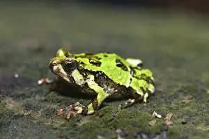 Images Dated 25th March 2013: Green Burrowing Frog -Scaphiophyrne marmorata-, Analamazaotra, Ost-Madagaskar, Madagascar
