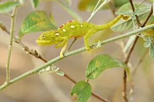 Chamaeleonidae Prints: Green Chameleon (Chamaeleonidae) perched on a branch