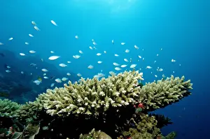 South East Prints: Green Chromis (Chromis viridis) on the coral reef, Indian Ocean, Maldives