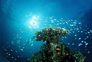 Symbiotic Relationship Collection: Green Chromis (Chromis viridis) on the coral reef, Indian Ocean, Maldives