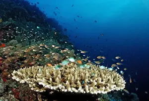 South East Prints: Green Chromis (Chromis viridis) on the coral reef, Maldives, Indian Ocean