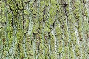 Green coloured bark, Stuttgart, Baden-Wuerttemberg, Germany, Europe