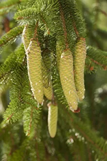 Images Dated 15th August 2011: Green cones of Spruce Trees -Picea abies-, Erfurt, Thuringia, Germany