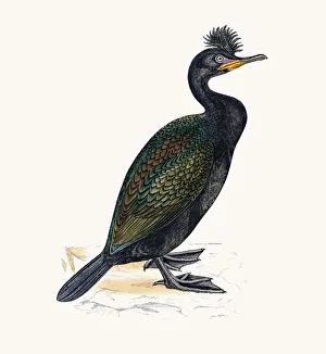 Images Dated 10th June 2016: Green Cormorant bird