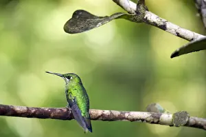 Green-crowned Brilliant -Heliodoxa jacula-, Reserva Biologica Monteverde, Costa Rica, Central America