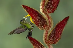 Images Dated 4th March 2017: Green-crowned Brilliant (Heliodoxa jacula)