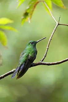Images Dated 4th March 2017: Green-crowned Brilliant (Heliodoxa jacula)