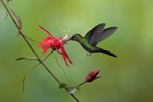 One Bird Prints: Green-crowned Brilliant (Heliodoxa jacula) feeding
