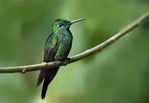 Green-crowned Brilliant Hummingbird