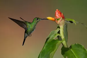 Images Dated 8th May 2012: Green-crowned Brilliant Hummingbird