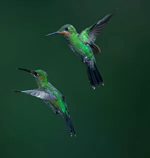 Images Dated 9th May 2012: Green-crowned Brilliant Hummingbird