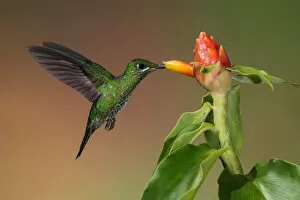 Images Dated 8th May 2012: Green-crowned Brilliant Hummingbird