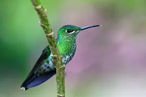 Images Dated 12th January 2015: Green-crowned brilliant hummingbird - Costa Rica