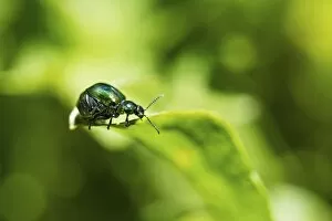 Images Dated 8th June 2014: Green Dock Beetle -Gastrophysa viridula-, female, abdomen full of eggs, Austria