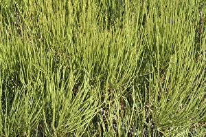 Plant Stem Gallery: Green Ephedra, Indian Tea, and Green Mormon Tea -Ephedra viridis-, Colorado National Monument