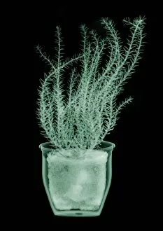 Detailed View Collection: Green fern plant in pot, X-ray