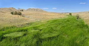 Images Dated 4th September 2012: Green fertile river bed of the Cholame Creek in the middle of the dry California hills