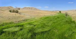 Riverbed Prints: Green fertile river bed of the Cholame Creek in the middle of the dry California hills
