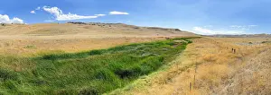Riverbed Prints: Green fertile river bed of the Cholame Creek in the middle of the dry California hills