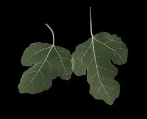 Detailed View Collection: Two green fig (Ficus carica) leaves overlapping, X-ray