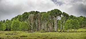 Green forest of Common Aspen or Quaking Aspen -Populus tremula-, in the fertile plateau of Boulder Mountain