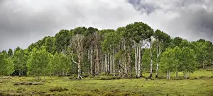 Plateau Prints: Green forest of Common Aspen or Quaking Aspen -Populus tremula