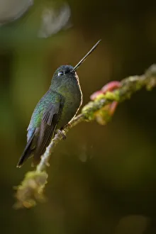 Images Dated 31st October 2015: Green-fronted Lancebill