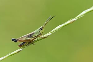 Green grashopper species -Mecostethus parapleurus-, Menzingen, Switzerland, Europe