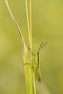Images Dated 20th July 2012: Green grasshopper -Mecostethus parapleurus-, Zug, Switzerland, Europe
